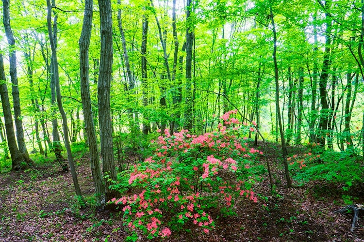[相片1]狭山之丘，德泽市，埼玉县看到一朵山杜鹃花在树丛中骄傲地盛开，令人印象深刻。