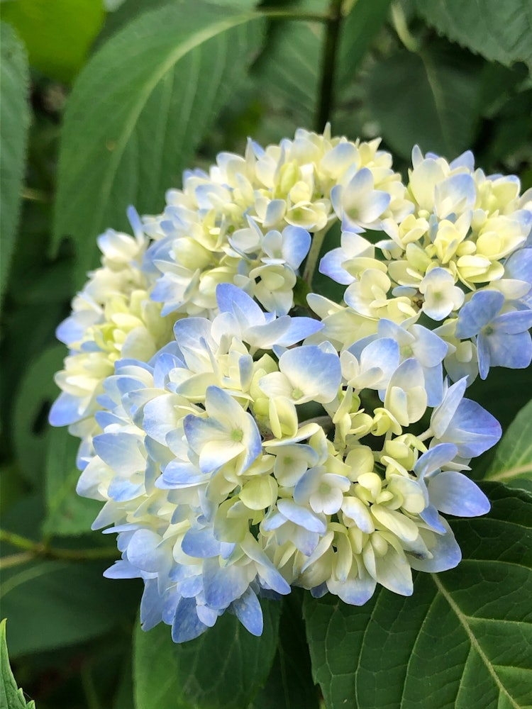 [Image1]At ⛩ Isoyama Shrine in Kanuma#After CoronaHydrangeas that will be blooming beautifully this year as 