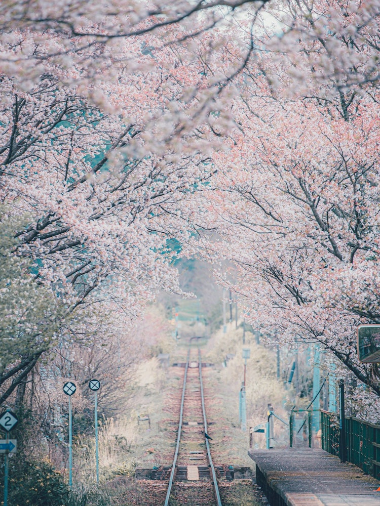 [Image1]Japan places to visit after coronaThe route that penetrates the Sakura Tunnel2021/4In Okayama