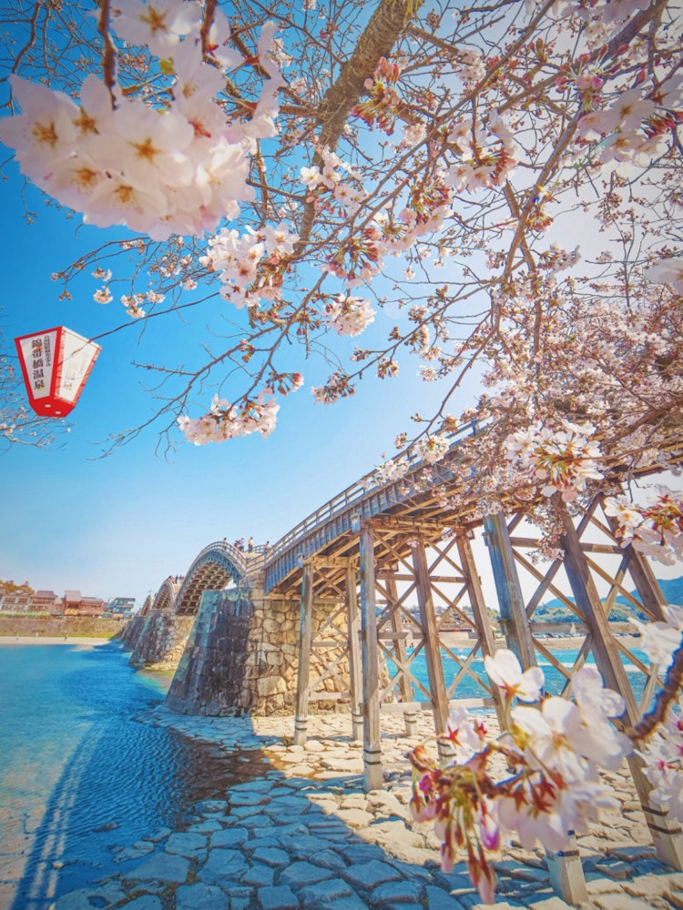 [이미지1]이와쿠니, 야마구치(야마구치현의 방문 추천 장소)#긴타이쿄 다리 👈 오늘도 야마구치현 이와쿠니시의 긴타이쿄 다리와 벚꽃에 한 조각 📸벚꽃 구경 사진을 찍으러 갔는데, 많은 분들이 