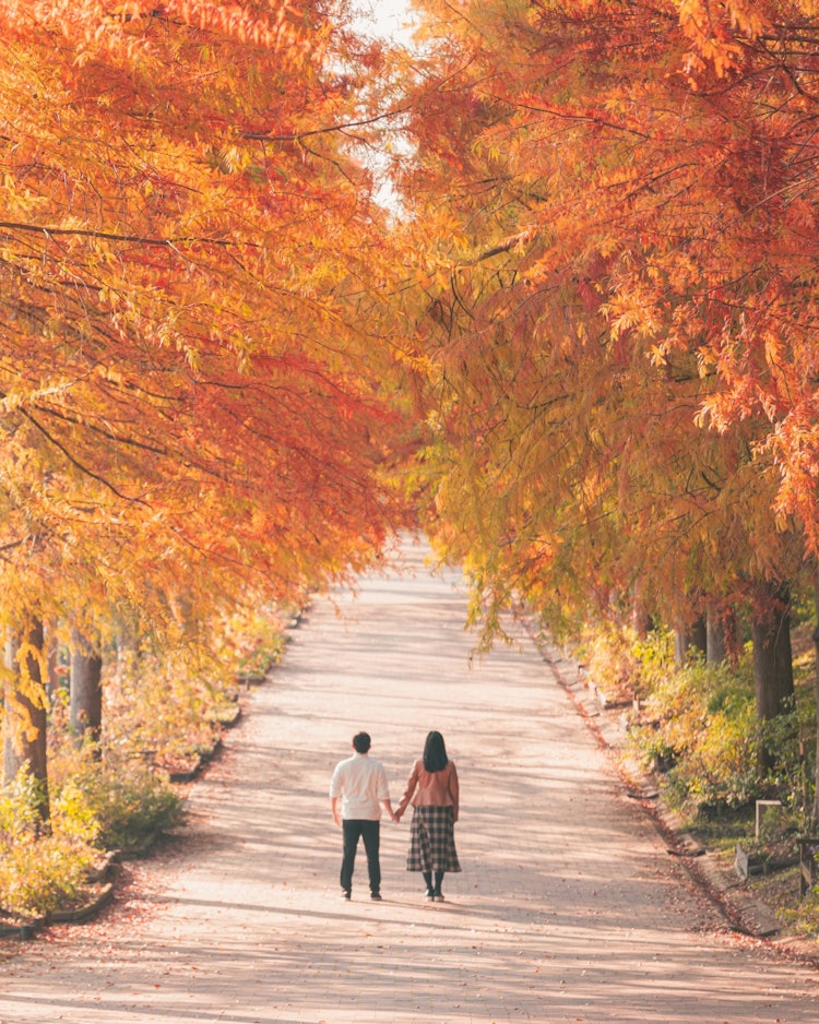 [相片1]在一排水杉树下位于兵库县　　　　　　　　“播磨中央公园”它也是电影的背景，水杉尤为有名。每年11月下旬，它都会像这样闪耀着金色的😆光芒我很高兴💪我能够在没有人的时候拍照地点： 兵库县