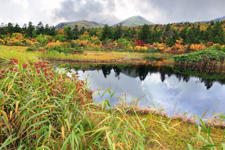 [画像1]青森県十和田市にある睡蓮沼の紅葉風景です。 酸ヶ湯温泉から谷地温泉に抜ける途中にある湿地帯の沼ですが、国道103号線から遊歩道を進んで5分程度の場所にあるのでどなたでも気軽に訪れることができます。