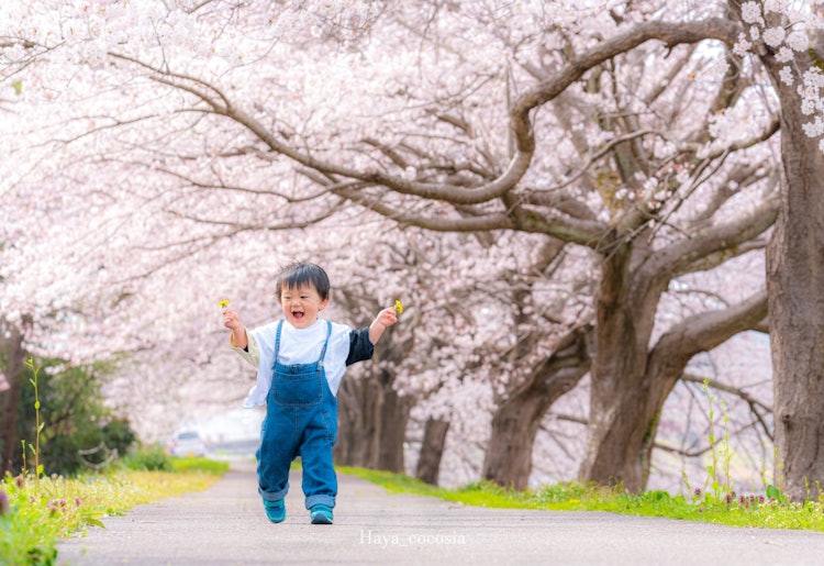 [Image1]Kaga City, Ishikawa Prefecture Cherry blossom tree-lined path along the Daishoji RiverIt was very ch