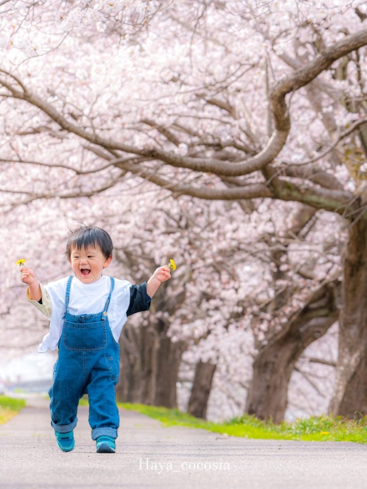 [Image1]Kaga City, Ishikawa Prefecture Cherry blossom tree-lined path along the Daishoji RiverIt was very ch