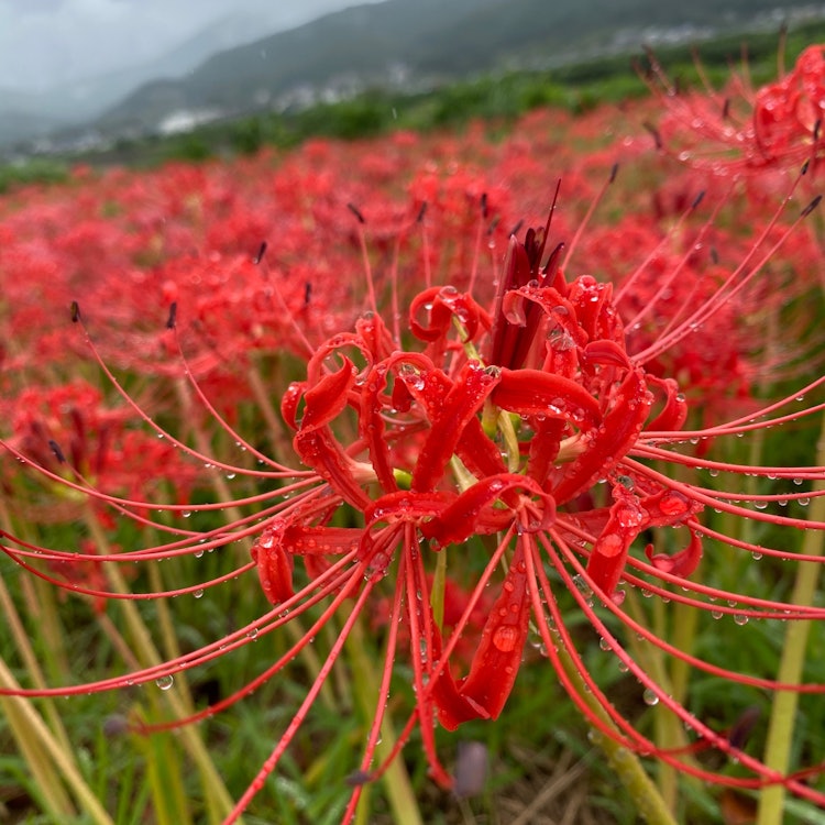 [Image1]I photographed red spider liliies blooming in Kamitonda Town, Wakayama Prefecture.It was raining tha