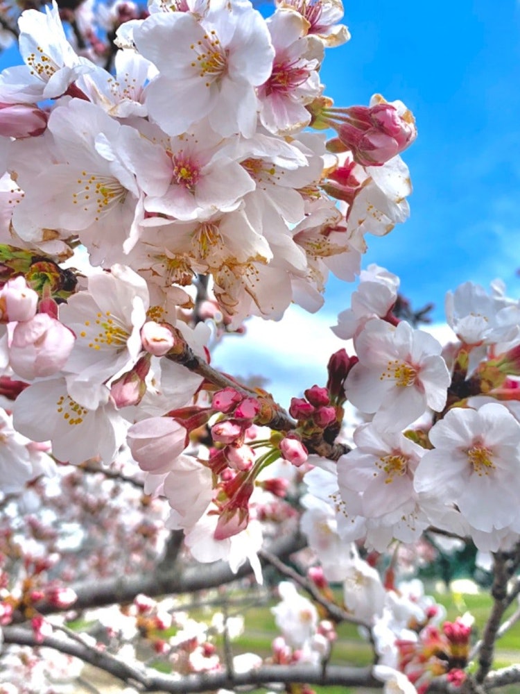 [Image1]Spring in Japan