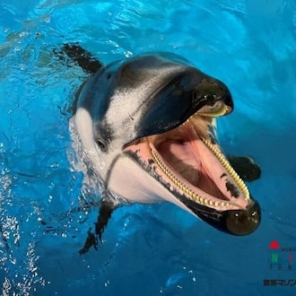 [Image1]This time, too, the keepers in charge of dolphinsI'd like to share with you some of my favorite phot