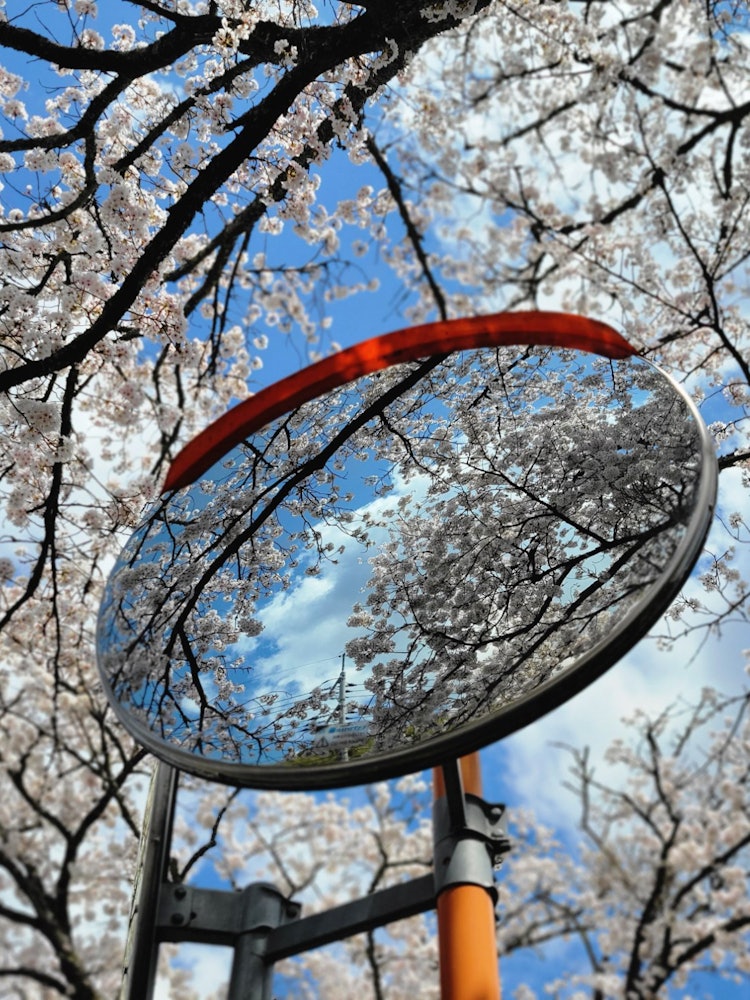 [相片1]位于岛根县云南市的比井川堤樱花树只有一个地方，樱花在弯曲的镜子中反射得很漂亮。 我拍了✨这张照片，蓝天和盛开的时间