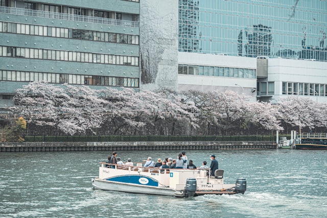 [画像1]大阪大川のさくらクルーズ.船に乗って大阪市内で桜を楽しむことができます。