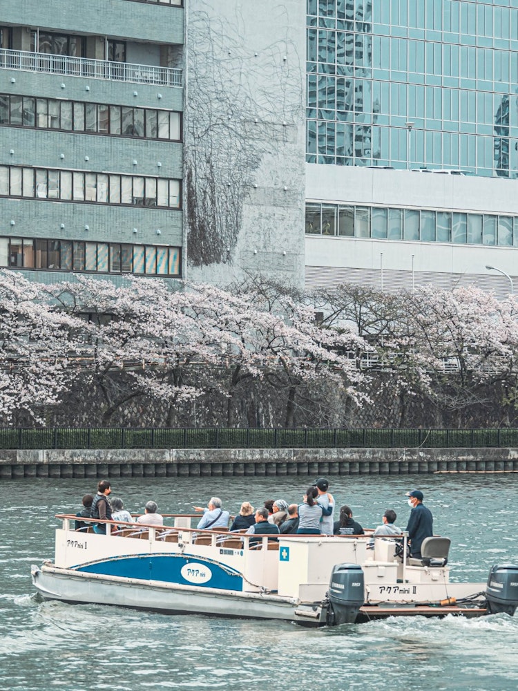 [Image1]Sakura cruise on Osaka Okawa.You can enjoy cherry blossoms in Osaka city on a boat.