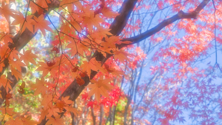 [相片1]用單反相機剪出北海道的秋天。 這個地方是函館市小雪花園。 11月上旬盛開的紅葉是秋天的最新終點。 我用柔和的花式濾鏡拍攝了秋葉，表情和解。