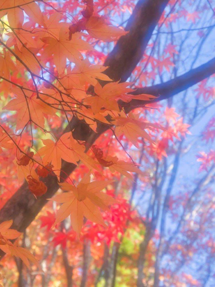 [Image1]Cut out autumn in Hokkaido with a single-lens reflex camera. The place is Hakodate City Kosetsu Gard