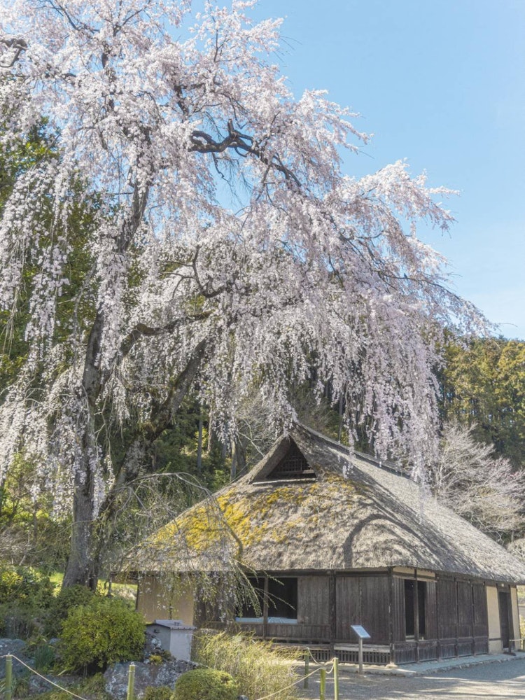 [相片1]具有歷史感的高麗神社這是埼玉縣的高麗神社大朵下垂的櫻花比隔壁的茅草屋頂建築更壯觀。參觀的最佳時間是從每年的三月底開始，所以明年可能會像往常一樣早 🤔