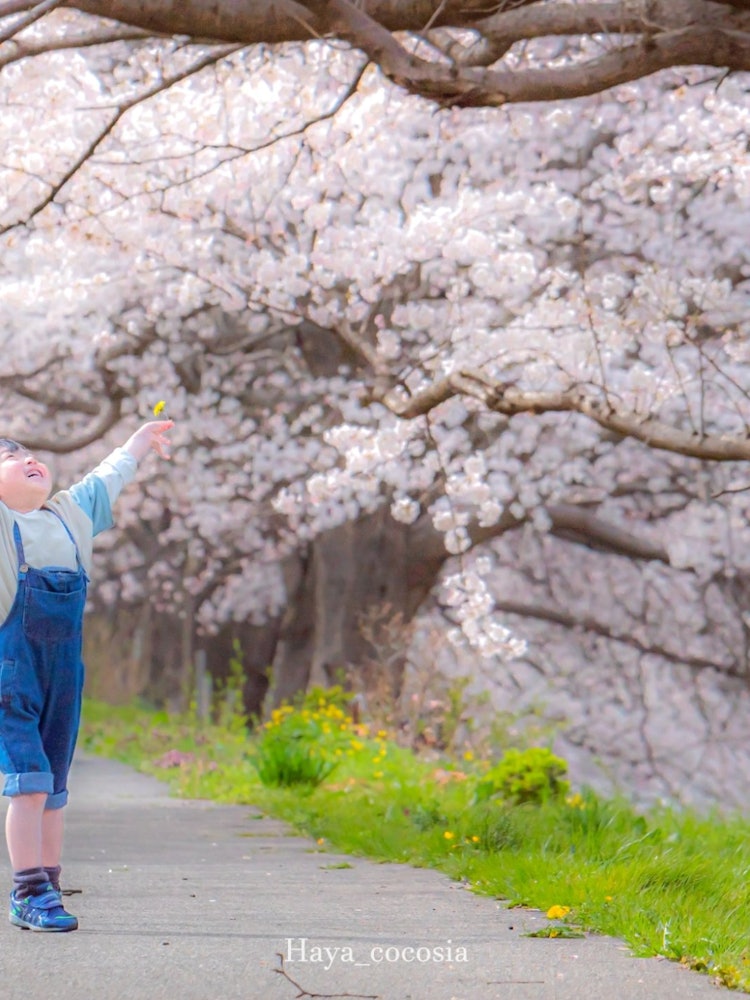 [Image1]Kaga City, Ishikawa Prefecture Cherry blossom tree-lined path along the Daishoji RiverKids are nothi