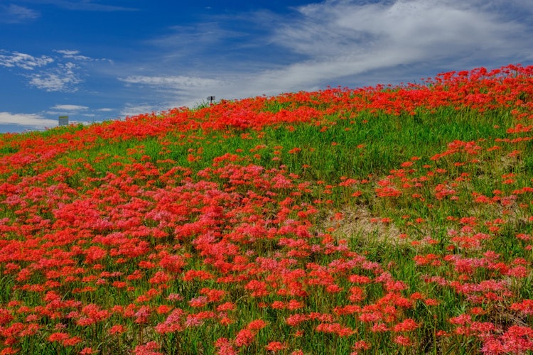 [相片1]愛知縣半田市是八岐川的紅彼岸花群。 整個表面將被鮮紅色覆蓋。 與藍天形成鮮明對比。