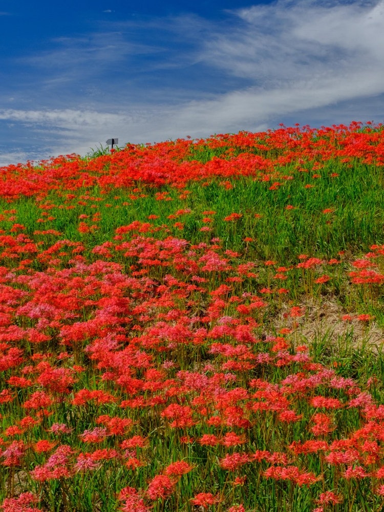 [相片1]爱知县半田市是八岐川的红彼岸花群。 整个表面将被鲜红色覆盖。 与蓝天形成鲜明对比。