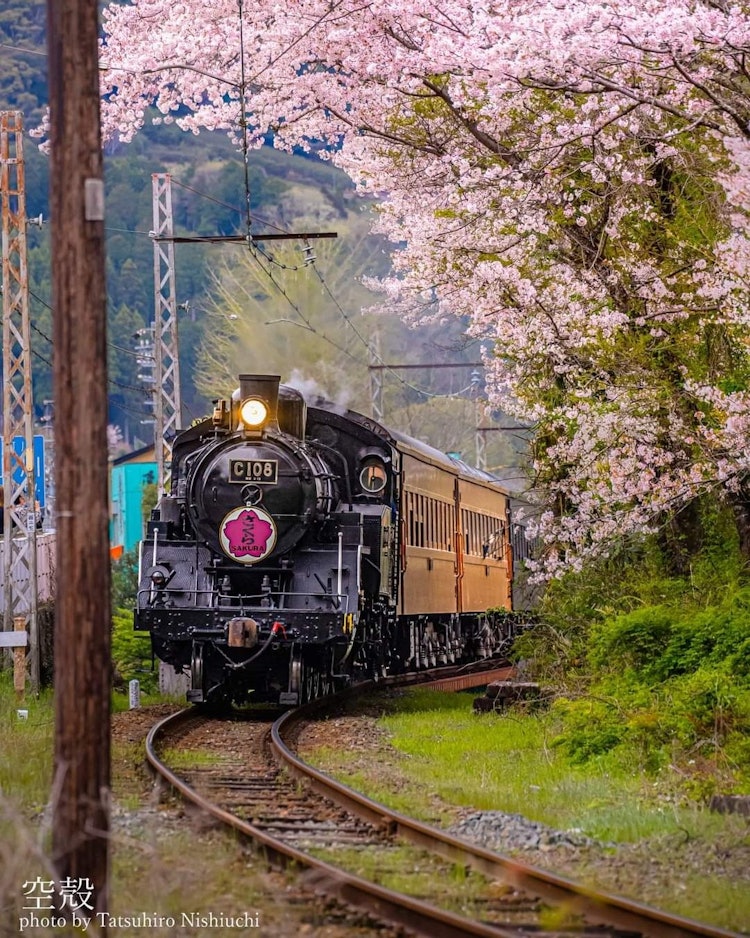 [画像1]大井川鐵道のSLさくら号と満開の桜のコラボです。 行き当たりばったりな車旅でたまたま行き合った光景でしたが、大井川鐵道と桜のコラボはいつか撮ってみたい被写体でしたので本当に幸運でした！