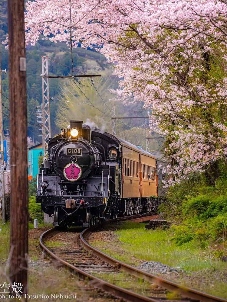 [이미지1]오이가와 철도의 SL 사쿠라와 만개한 벚꽃의 콜라보레이션입니다. 우연한 자동차 여행에서 우연히 마주친 장면이었지만, 오이가와 철도와 벚꽃의 콜라보레이션이 언젠가 촬영하고 싶은 피사