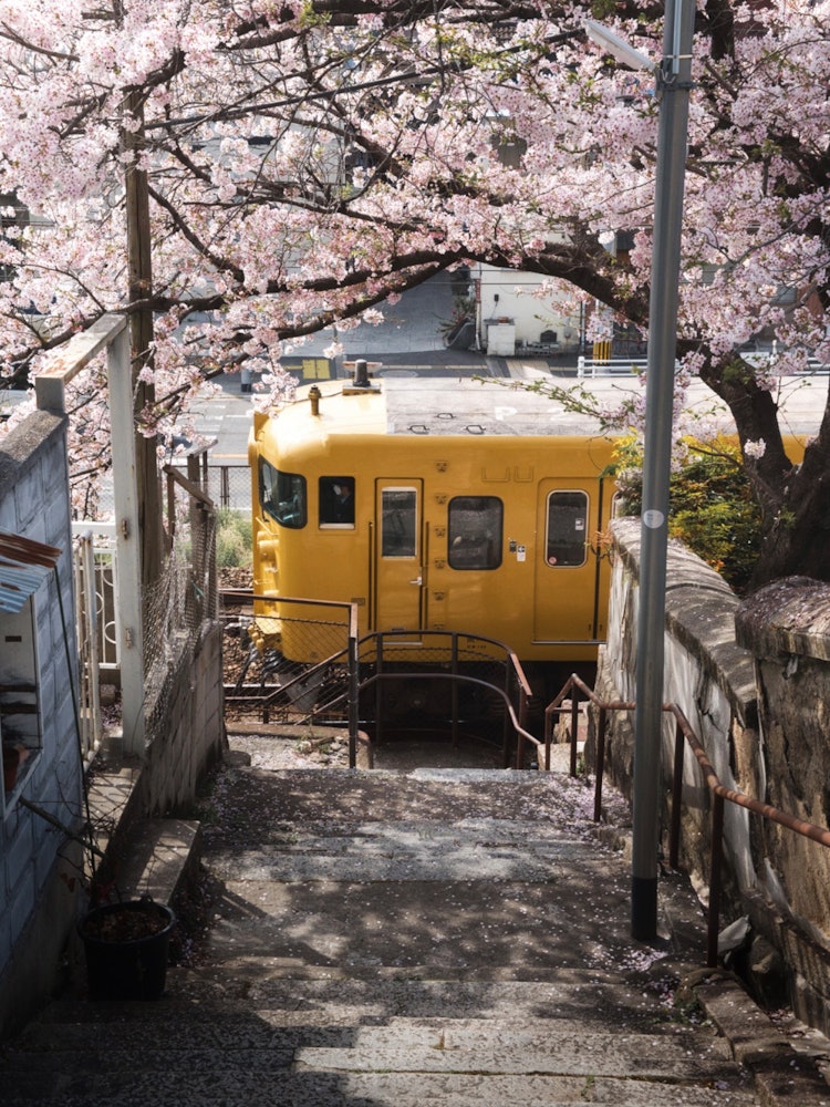 [Image1]Onomichi in spring is full of photo spots. Even if you cut out every place, it will become a picture