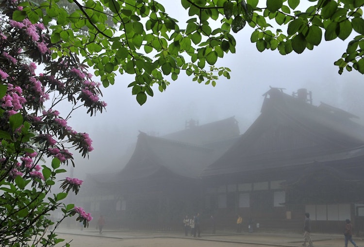 [相片1]世界文化遗产和歌山县高野山的石樟树花盛开。 图为金刚峰寺。