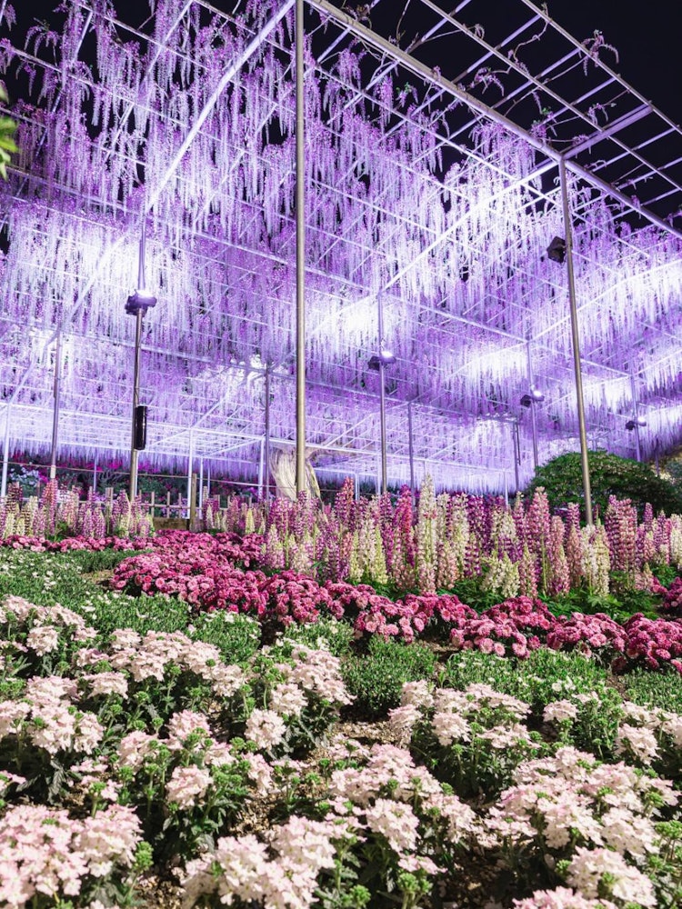 [相片1]紫藤架×羽扇豆春天×只是🪻春天在足良花卉公園，紫藤將是本周末參觀的最佳時間。體驗🤤🤤日本最好的紫藤架