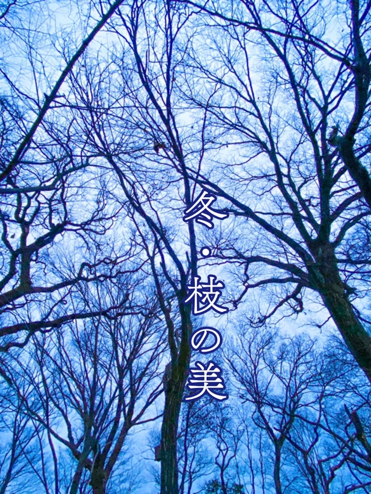 [Image1]Winter and the beauty of branchesThe shape of the branches that look chaotichoweverFill up spaceOver