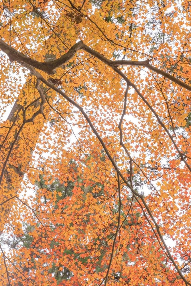 [相片1]兵库县丹波市远日寺的秋色银杏树和秋天的树叶很😀美。
