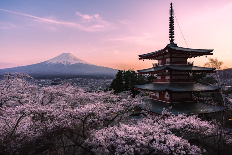 [画像1]山梨県、新倉山浅間公園の春です！｢桜＋五重塔＋富士山｣という、日本らしい景色です！インスタグラムでも有名なこのスポット、今年の春にどうですか？