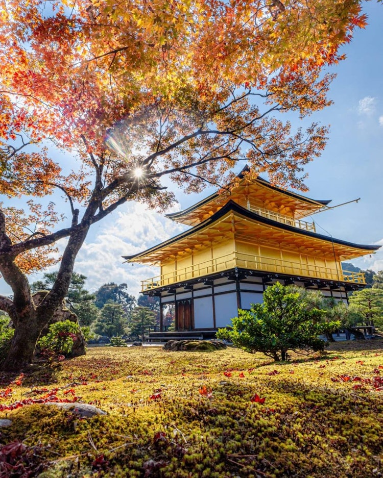 [画像1]朝焼けに照らされる鹿苑寺金閣こちらは、京都府にある　　　　　　　　　「鹿苑寺金閣」一年中観光地の京都。中でも特に人気な観光地です。今回は、紅葉と絡めて📸あと一週間くらい見頃は続きそうです😆撮影地　　京
