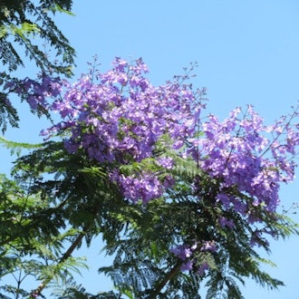 [画像1]ジャカランダの花南米産のノウゼンカズラ科の「ジャカランダ」をご存じでしょうか。写真のように、紫色の花をブドウのように房状に咲かせ、葉の緑と花の紫がとても美しい落葉高木です。熱海市には、国道135号沿い