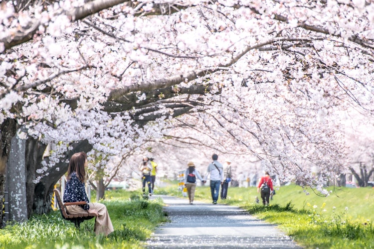 [画像1]地域の人にも愛される春の穏やかな桜トンネル愛知県豊川市の佐奈川堤堤防沿いを覆いかぶさるように咲く桜が圧巻です川岸には菜の花も咲きこの時期色鮮やかに春を彩ります