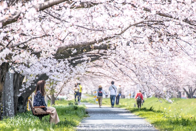 [Image1]A gentle cherry blossom tunnel in spring loved by localsSanagawa Embankment in Toyokawa City, Aichi 