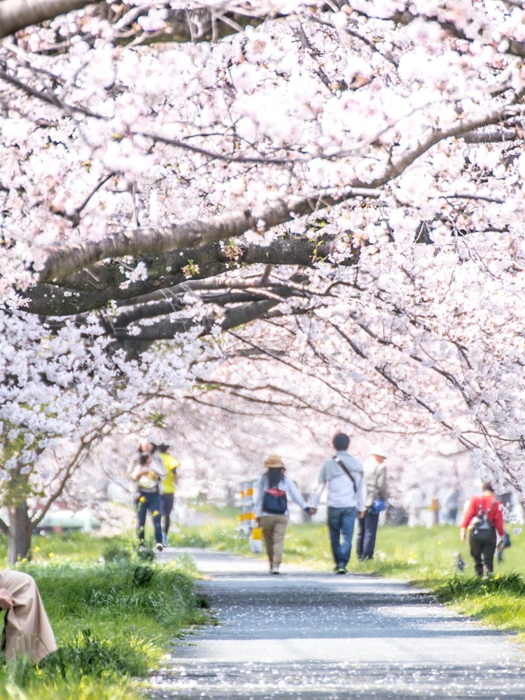 [相片1]春天的温柔樱花隧道深受当地人喜爱爱知县丰川市的佐奈川堤沿着堤岸盛开的樱花是杰作。油菜花在河岸上盛开，每年的这个时候都给春天增添了鲜艳的色彩。