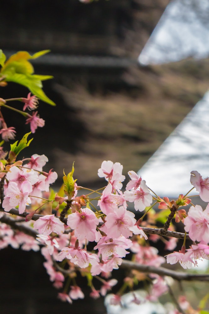 [画像1]私は空海の大ファンで３月の中旬に京都の東寺（教王護国寺）に訪れた時のスナップです。 「東寺の桜」で非常に有名ですが開花時期より早く来てしまったため諦めていましたが、五重の塔の前に一本だけ河津桜が咲いて
