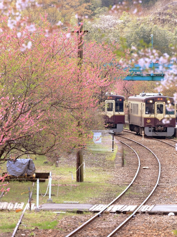 [相片1]它也被用作电影“天使的爱”的拍摄地点，是群马县绿市渡良濑谷铁路神户站的春天景色。许多游客前来欣赏车站周围的风景，春天的樱花和深粉色的桃子。 带着小孩的母亲和老年夫妇被春天从火车窗户流淌而得到安慰。拍摄
