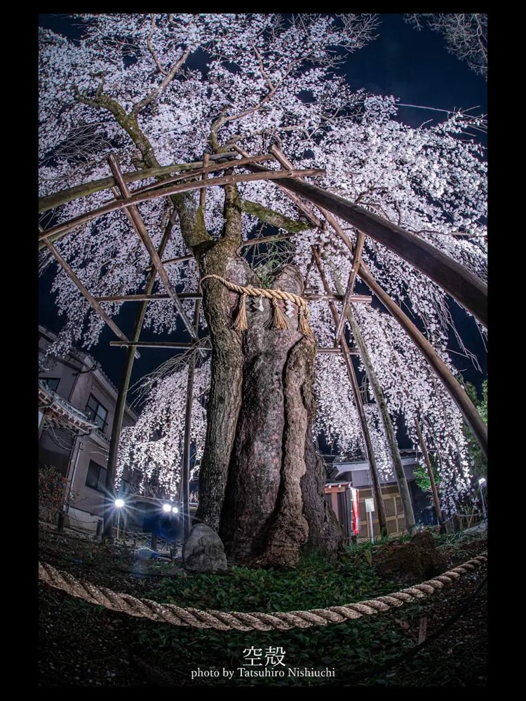 [画像1]八王子大光寺の枝垂れ桜です😄🌸樹齢400年の見事な大樹で、ライトアップしていて素敵でした✨パワースポットの厳かな風格を感じながら、パワーをいただきながら撮影させていただきました📸※画像をクリックすると