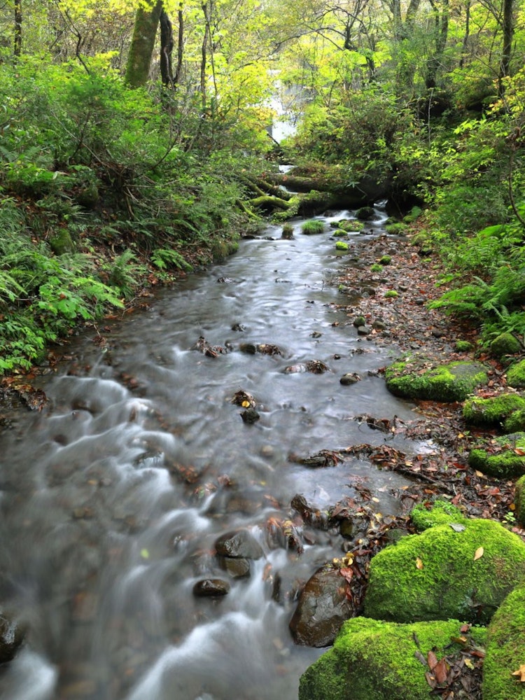 [画像1]鳥取県 奥大山の木谷沢渓流 大山のたもとに流れる苔むしたとてもきれいな清流です。