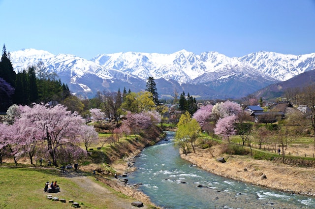 [画像1]長野県白馬村大出公園 雪山の白馬村に満開の桜が春の訪れを告げる。
