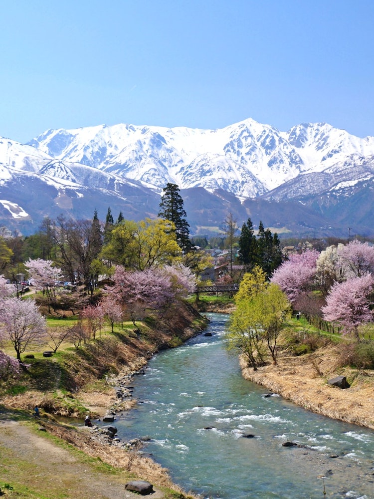 [이미지1]오이데 공원, 하쿠바 마을, 나가노 현 눈 덮인 산의 하쿠바 마을에 만개한 벚꽃은 봄의 도래를 알립니다.