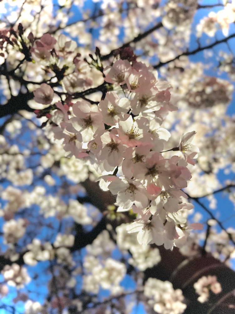 [Image1]The cherry blossoms in full bloom on a sunny day were very beautiful, so I snapped a picture of them