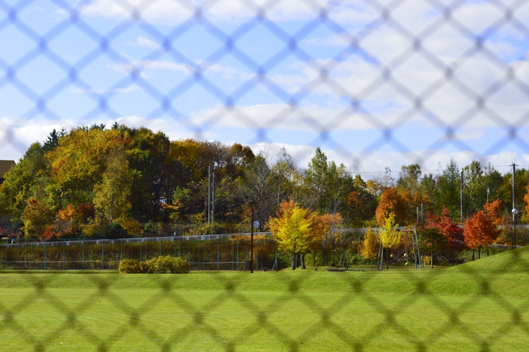 [画像1]「秋の始まり」家の側にある公園の木も綺麗に色付き始めていました。