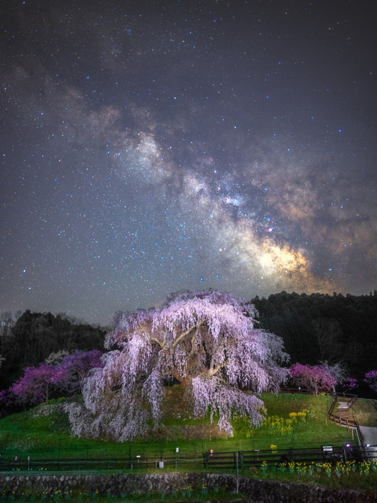 [相片1]奈良县宇田市的真兵樱你可以在春天的夜晚看到它和银河系一起
