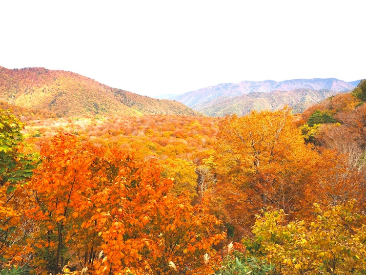 [相片1]尾瀨國立公園、日瀧村、南會津郡原始山毛櫸林在下面蔓延開來。在錦緞色的山脈中享受秋天！