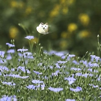 [Image2]Summer in Tokachi, Hokkaido!In June ~ early July, the light purple flax and yellow mustard flowers o