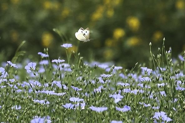 [画像2]北海道十勝に夏！６月～7月上旬、更別村コタニアグリさんの薄紫の亜麻と黄色いマスタードの花が満開　蝶々もひらひら夏に舞う風景がとても綺麗です。www.kotaniagri.com#更別村　#コタニアグリ