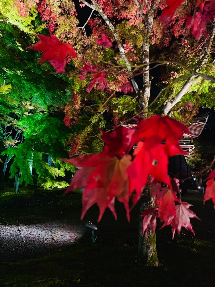 [画像1]お寺の紅葉のライトアップ