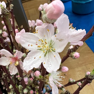 [Image1]【Yamanashi Peach Blossom Market 2024】Hachioji StationI have been managing the peach blossom branch s