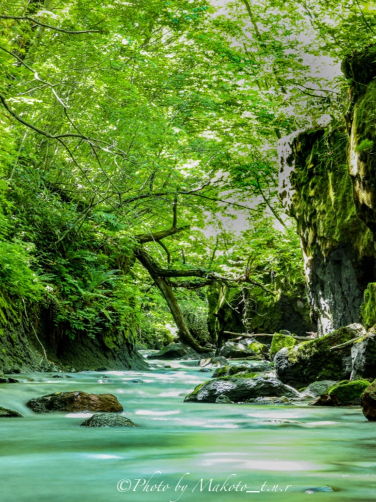 [이미지1]장소: 도마코마이시 다루마에가로도시의 자연 보호 구역 깎아지른 듯한 바위는 독특한 풍경을 보여주고, 짙은 녹색의 이끼가 바위 표면에 달라붙어 마치 벨벳 카펫처럼 보입니다.