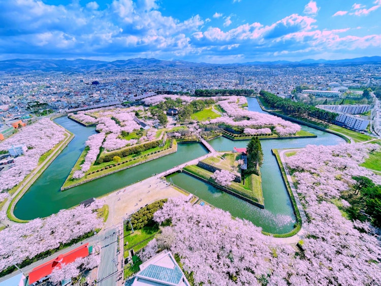 [이미지1]【벚꽃 앞이 드디어 홋카이도에 도착】🌸× ⭐️위치▷▷▶ 하코다테, 고료카쿠 공원◇별 모양의 고료카쿠 공원은 벚꽃으로 아름답게 분홍색으로 물들었습니다.◇・◇이 절경을 보고 싶어서 비