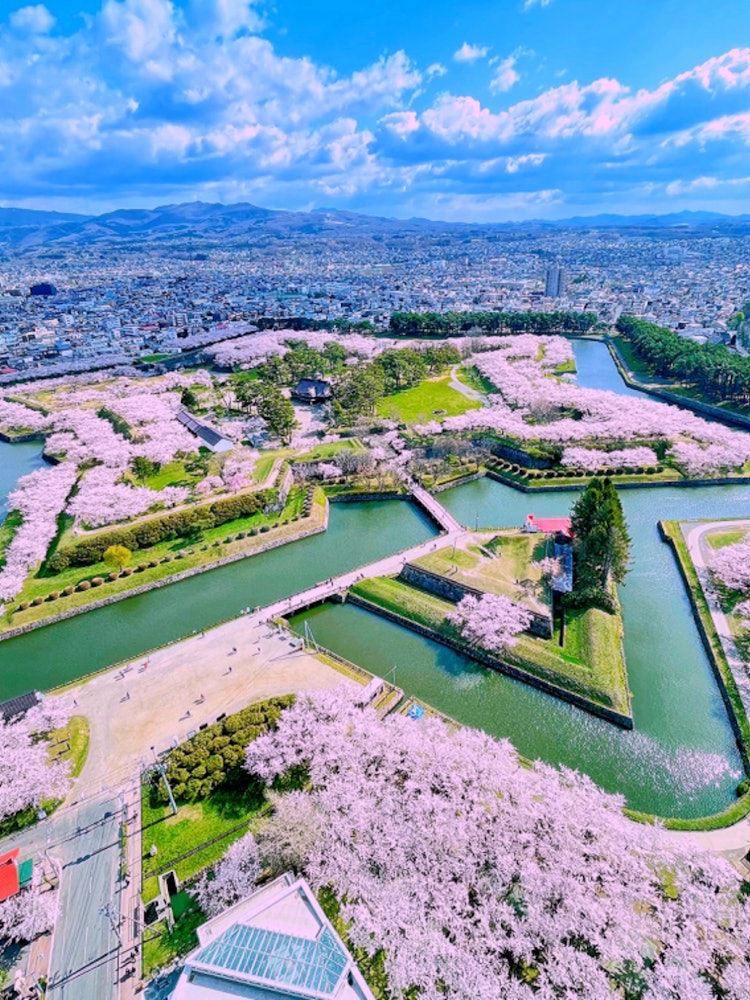 [Image1]【The cherry blossom front finally reaches Hokkaido】🌸× ⭐️Location▷▶▷Hakodate, Goryokaku Park◇The star